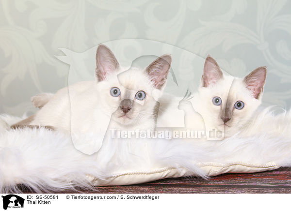 Thai Ktzchen / Thai Kitten / SS-50581
