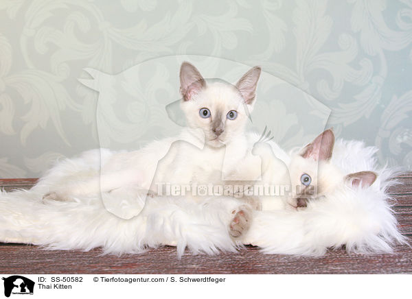 Thai Ktzchen / Thai Kitten / SS-50582