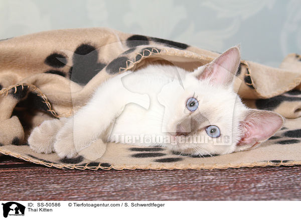 Thai Ktzchen / Thai Kitten / SS-50586