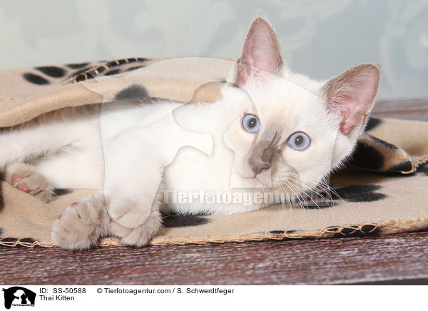 Thai Ktzchen / Thai Kitten / SS-50588