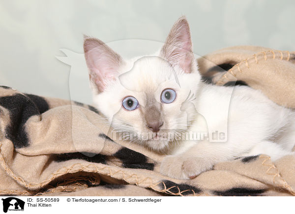 Thai Ktzchen / Thai Kitten / SS-50589