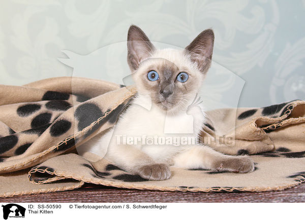 Thai Ktzchen / Thai Kitten / SS-50590