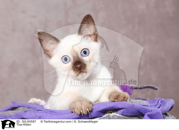 Thai Ktzchen / Thai Kitten / SS-50597