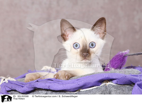 Thai Ktzchen / Thai Kitten / SS-50598