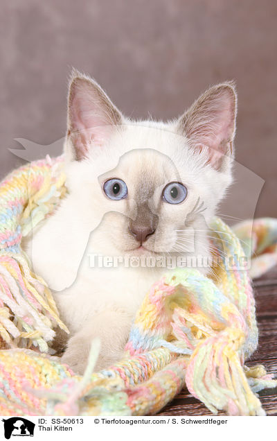 Thai Ktzchen / Thai Kitten / SS-50613