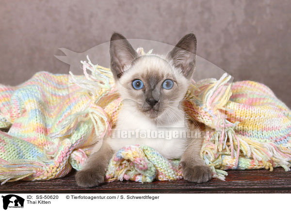 Thai Ktzchen / Thai Kitten / SS-50620