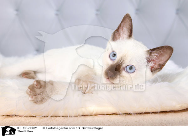 Thai Ktzchen / Thai Kitten / SS-50621