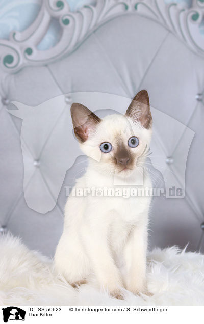Thai Ktzchen / Thai Kitten / SS-50623