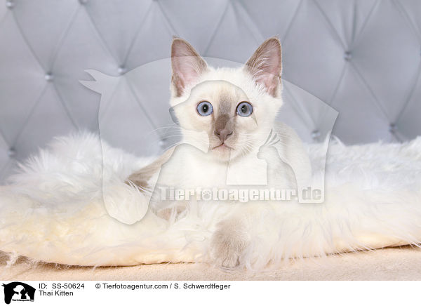 Thai Ktzchen / Thai Kitten / SS-50624