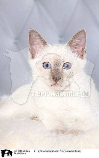 Thai Ktzchen / Thai Kitten / SS-50625