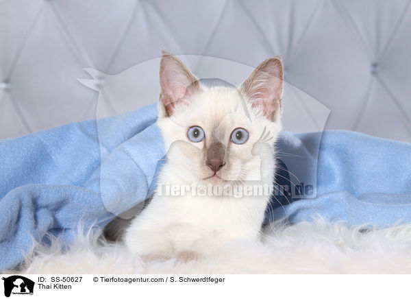 Thai Ktzchen / Thai Kitten / SS-50627