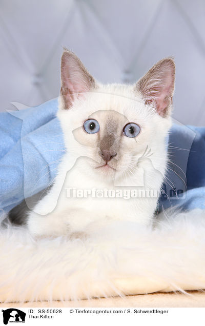 Thai Ktzchen / Thai Kitten / SS-50628