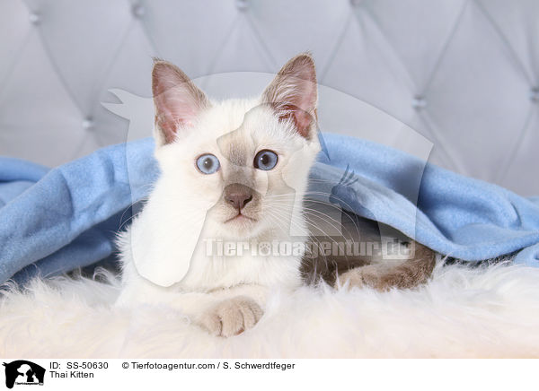 Thai Ktzchen / Thai Kitten / SS-50630