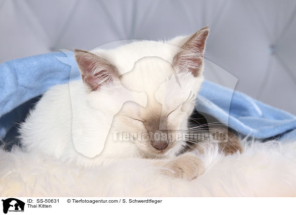 Thai Ktzchen / Thai Kitten / SS-50631