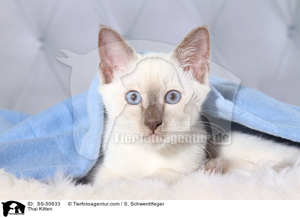 Thai Ktzchen / Thai Kitten / SS-50633