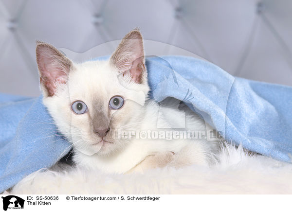 Thai Ktzchen / Thai Kitten / SS-50636