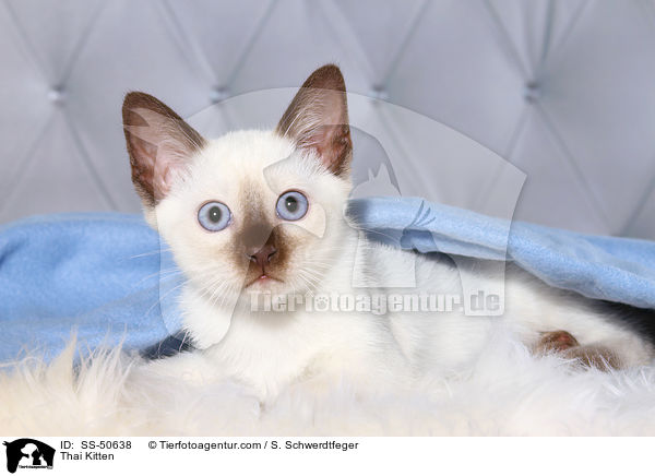 Thai Ktzchen / Thai Kitten / SS-50638
