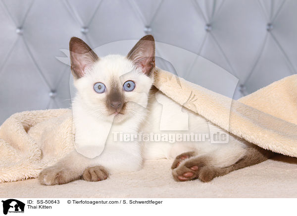 Thai Ktzchen / Thai Kitten / SS-50643