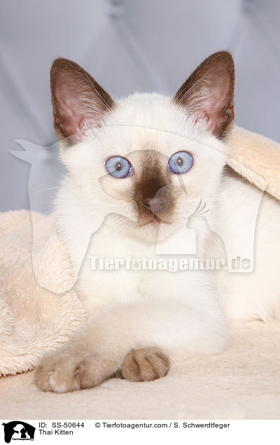 Thai Ktzchen / Thai Kitten / SS-50644