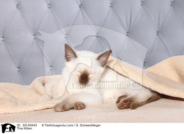 Thai Ktzchen / Thai Kitten / SS-50645