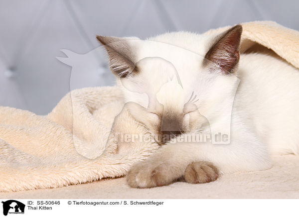 Thai Ktzchen / Thai Kitten / SS-50646