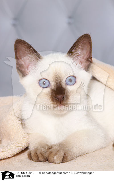 Thai Ktzchen / Thai Kitten / SS-50648