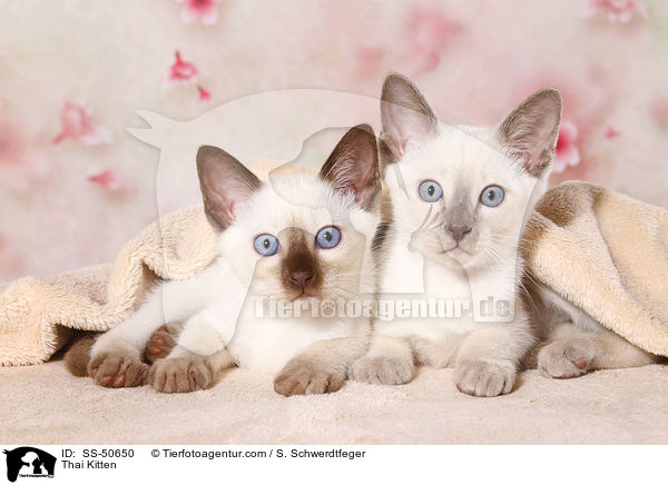 Thai Ktzchen / Thai Kitten / SS-50650