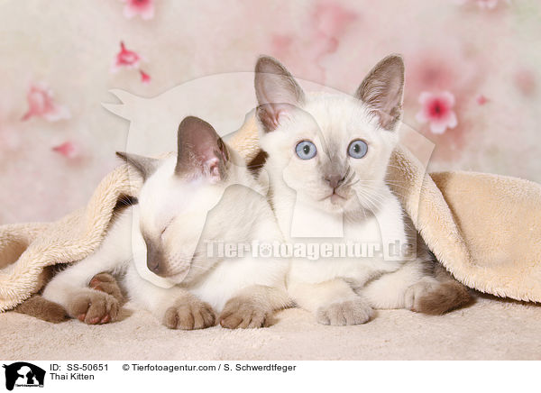 Thai Ktzchen / Thai Kitten / SS-50651