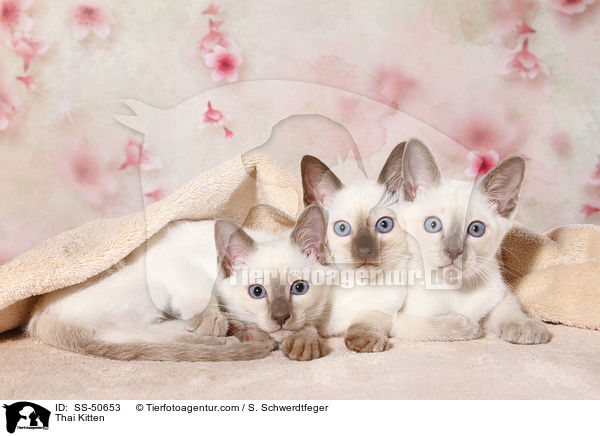 Thai Ktzchen / Thai Kitten / SS-50653