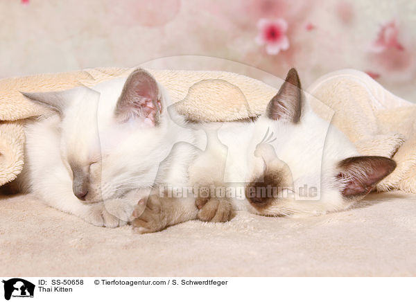 Thai Ktzchen / Thai Kitten / SS-50658