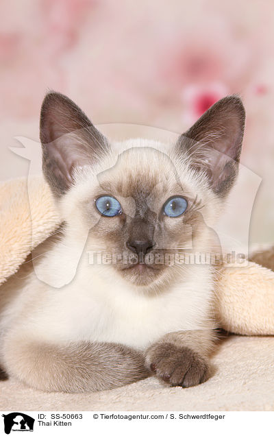 Thai Ktzchen / Thai Kitten / SS-50663