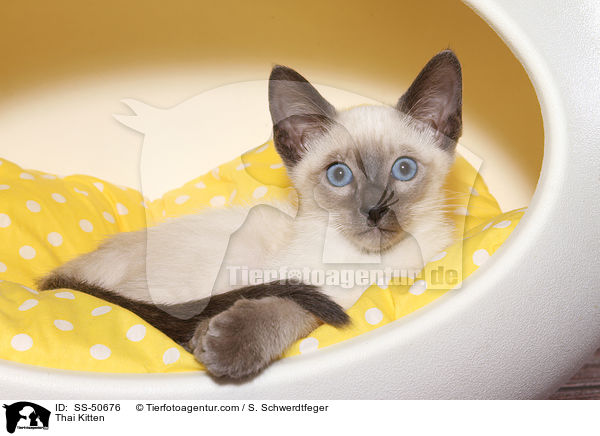 Thai Ktzchen / Thai Kitten / SS-50676