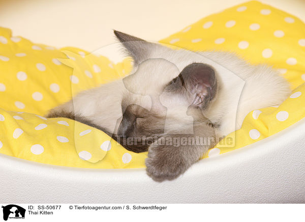 Thai Ktzchen / Thai Kitten / SS-50677