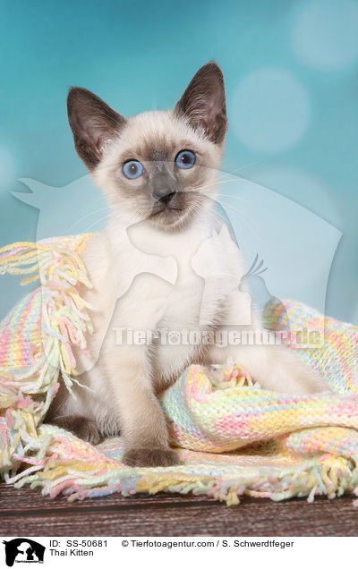 Thai Ktzchen / Thai Kitten / SS-50681