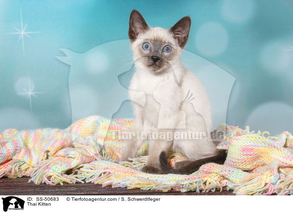 Thai Ktzchen / Thai Kitten / SS-50683