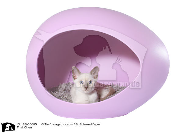 Thai Ktzchen / Thai Kitten / SS-50685