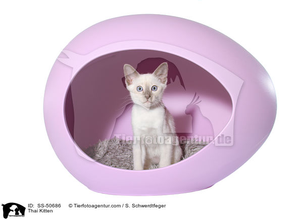 Thai Ktzchen / Thai Kitten / SS-50686