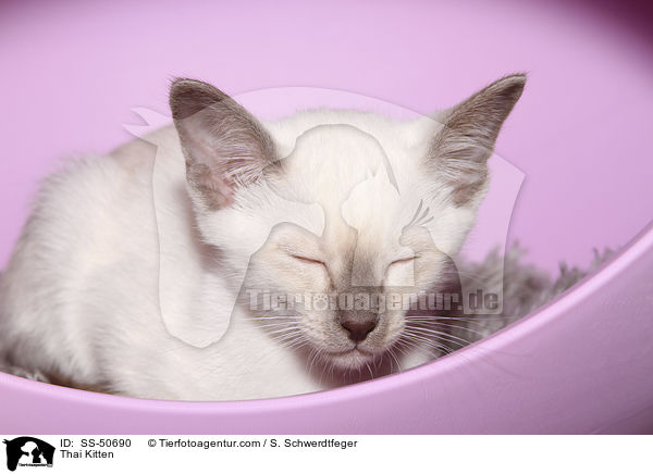 Thai Ktzchen / Thai Kitten / SS-50690