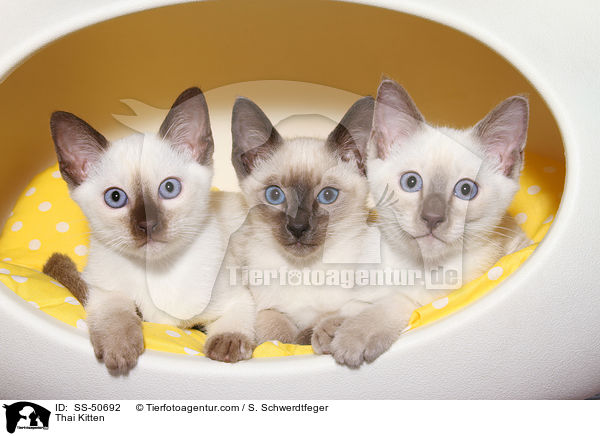 Thai Ktzchen / Thai Kitten / SS-50692