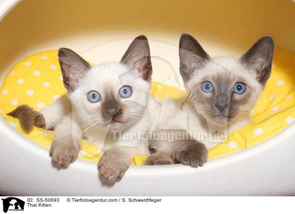 Thai Ktzchen / Thai Kitten / SS-50693