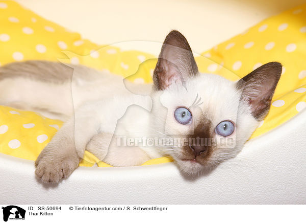 Thai Ktzchen / Thai Kitten / SS-50694