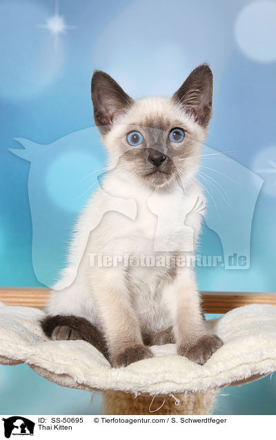 Thai Ktzchen / Thai Kitten / SS-50695