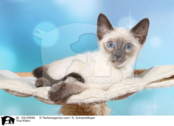 Thai Ktzchen / Thai Kitten / SS-50696