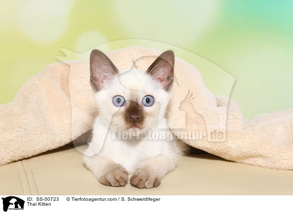 Thai Ktzchen / Thai Kitten / SS-50723