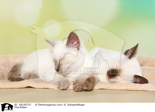 Thai Ktzchen / Thai Kitten / SS-50731