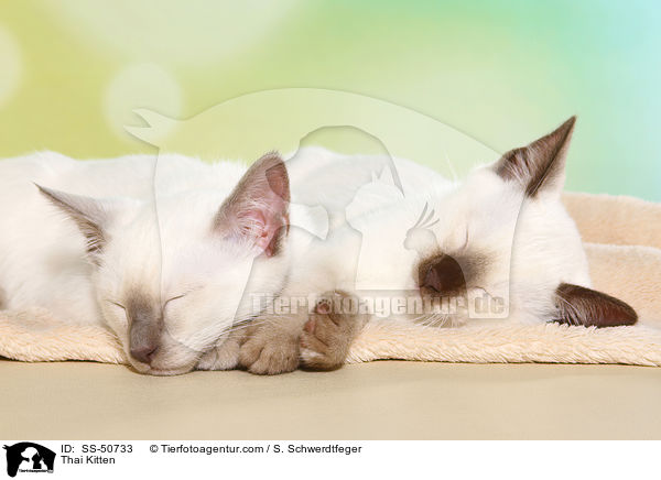 Thai Ktzchen / Thai Kitten / SS-50733
