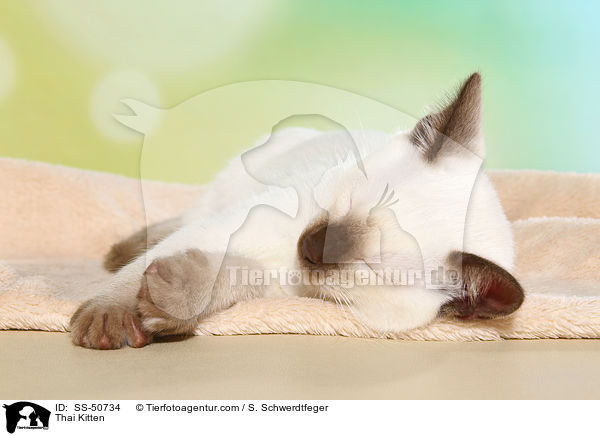 Thai Ktzchen / Thai Kitten / SS-50734