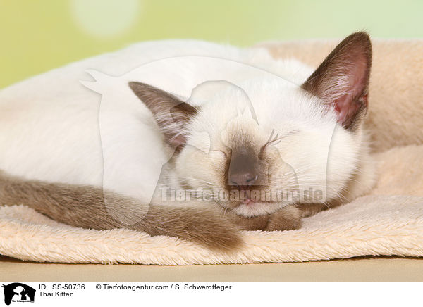 Thai Ktzchen / Thai Kitten / SS-50736