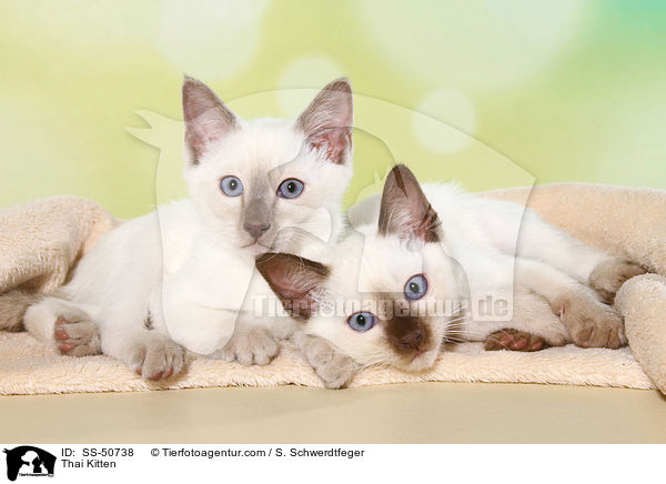 Thai Ktzchen / Thai Kitten / SS-50738