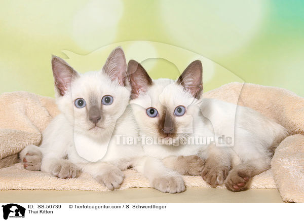 Thai Ktzchen / Thai Kitten / SS-50739